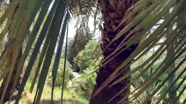 ✅ Сочи 2024 ✅ Парк Дендрарий ✅ отдых в Сочи