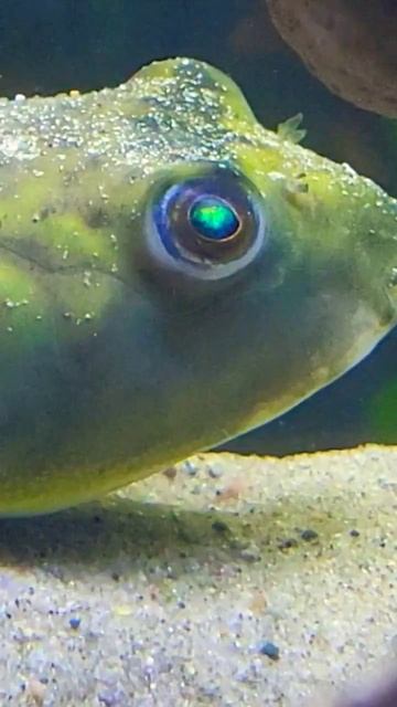Who is this new puffer??? 🐡🐡🐡 #fish #pufferfish смотреть онлайн