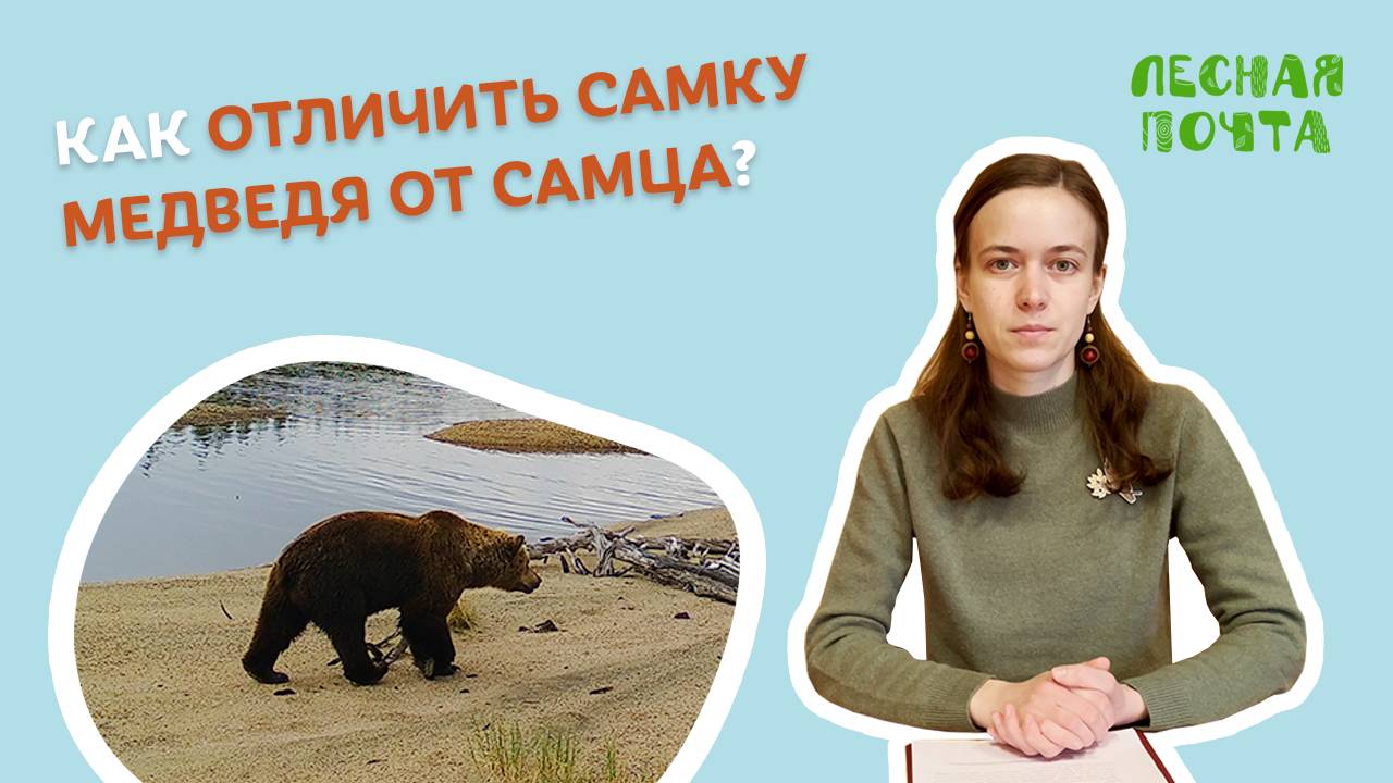 Как отличить самку медведя от самца? Лесная почта Лапландского заповедника смотреть онлайн