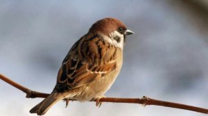 трек vorobay-chik chirik ХИТ 2023