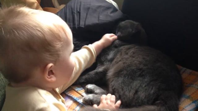 Диана пристань к кошке 2 смотреть онлайн