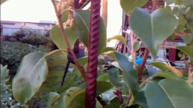 08. Виноград в средней полосе. смотреть онлайн