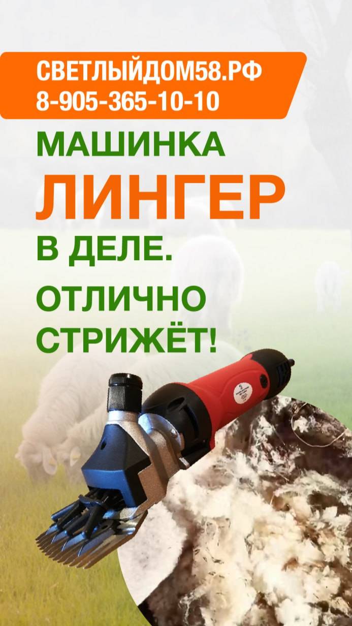 Стрижём грязную овцу машинкой Лингер. Лучшие машинки для стрижки овец от продавца Светлыйдом58.рф