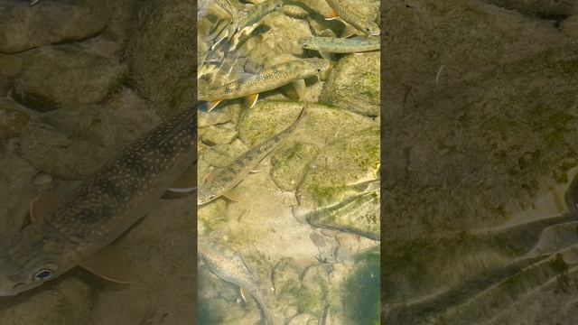 Черемшанский водопад.