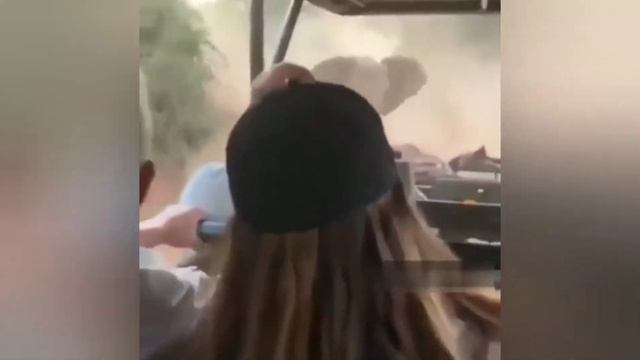 Слон напал на туристов в Кении. Водителю пришлось срочно уезжать задним ходом смотреть онлайн
