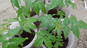 Пора подкормить РАССАДУ ТОМАТОВ янтарной кислотой. Улучшенная формула - проверенный временем рецепт