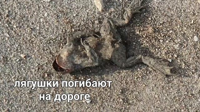 Спасение лягушки смотреть онлайн