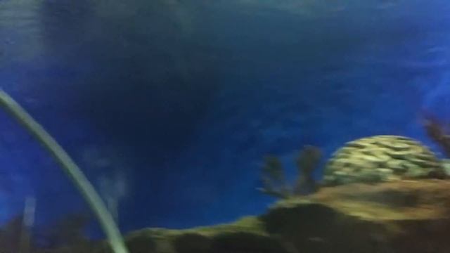 Океанариум в Петербурге смотреть онлайн