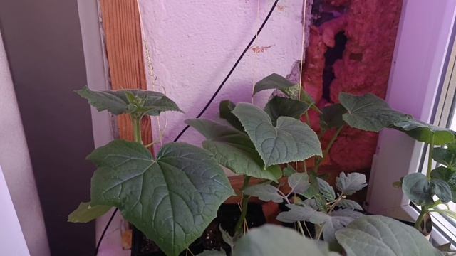 Купила новую рассаду и саженцы. Обзор недели.