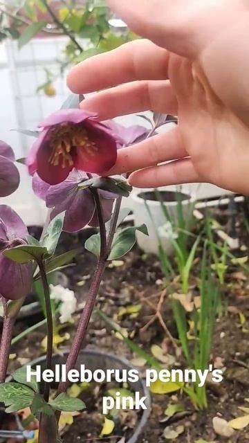 Helleborus Penny's pink смотреть онлайн