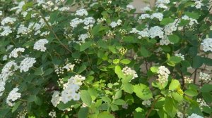 Цветущий кустарник Спирея