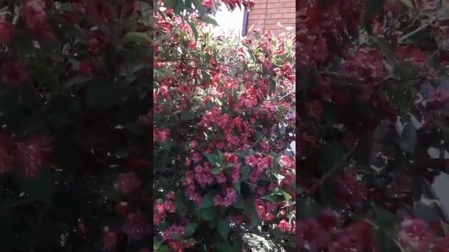 Вейгела смотреть онлайн