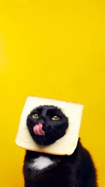 как мы приют кошек снимали 🥹🐈⬛ смотреть онлайн