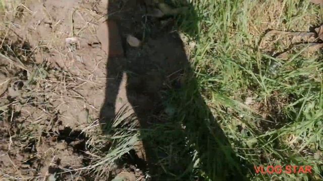 ✅снова в поисках металла. старые места ещё кормят. #металлокоп #копметаллолома #чермет смотреть онлайн