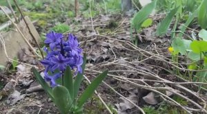 24 апреля. Огород  просыпается!!!