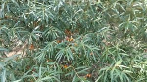 Казахстан. Озеро Щучье. Город Щучинск.