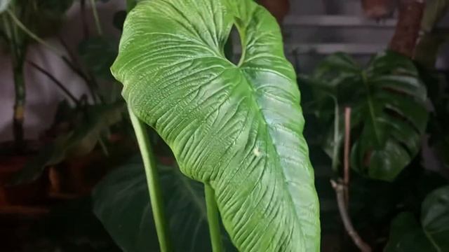 Philodendron Corrugatum смотреть онлайн