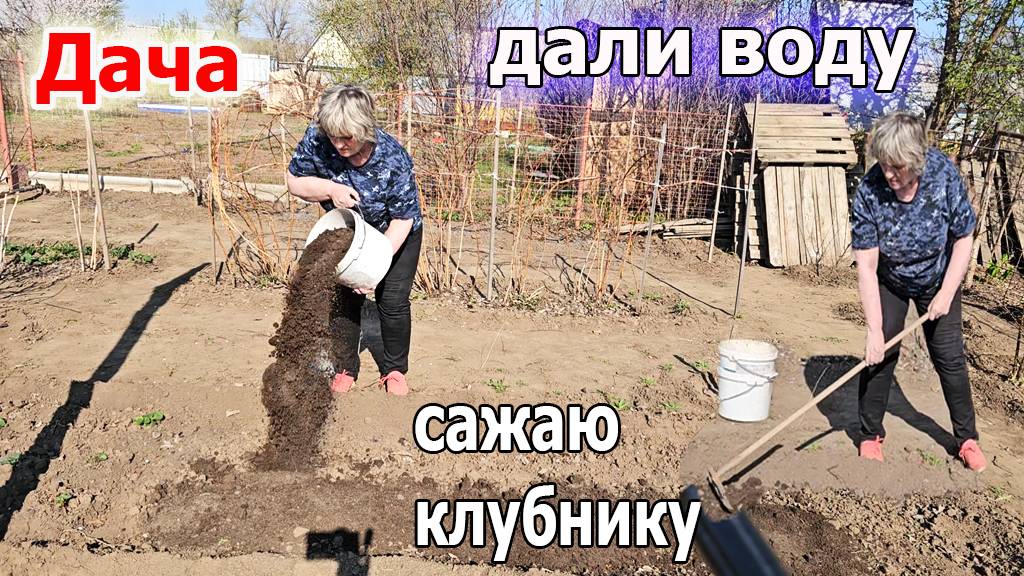 Дача.Сажаю клубнику.Очень рано дали воду.Дорвалась до полива. .Все цветет.Апрель 2025 смотреть онлайн