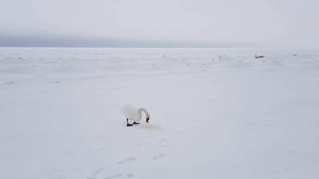 Лебедь на замерзшем море в Нарва-Йыэсуу смотреть онлайн