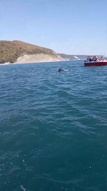 #Архипо-Осиповка#2022#дельфины#30сентября#сегодня# смотреть онлайн