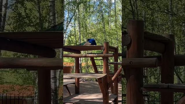 Обзор загородного отеля в Костромской области. Гранд отель SPA «Аристократъ» семейный отель! смотреть онлайн