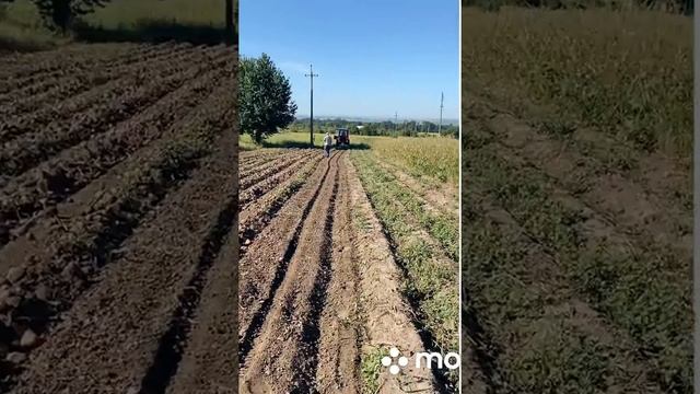 Т-25 копает картошку, копалка Бомет смотреть онлайн