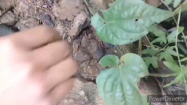2 CHILD HUNTING TARANTULA смотреть онлайн