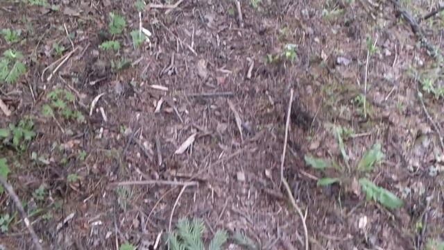 Бобры рядом с Кемерово смотреть онлайн