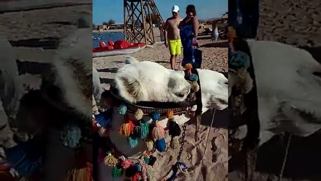 Верблюд Максим|август 2015 год в Египте смотреть онлайн