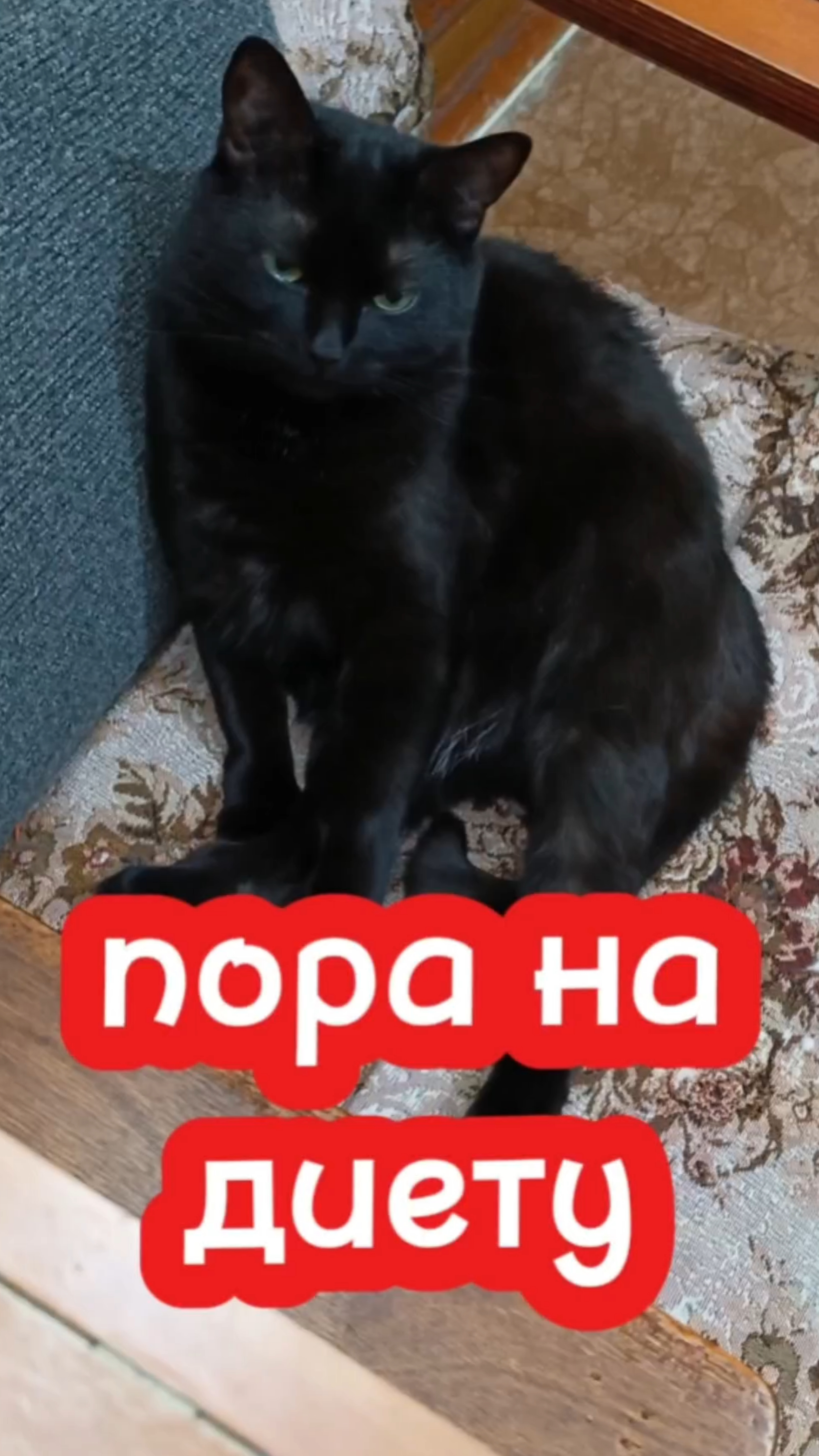 Кошки с озвучкой. смотреть онлайн