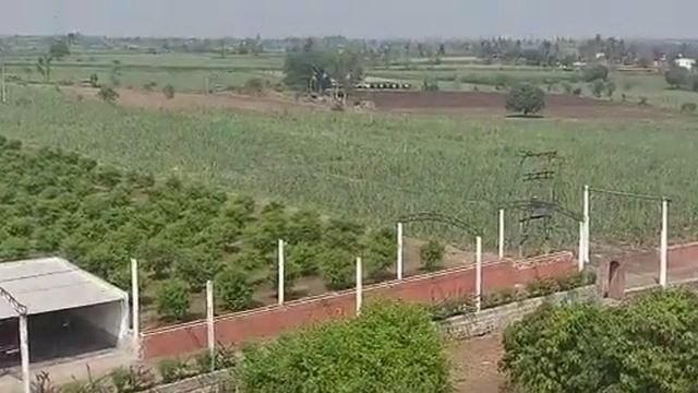 Agriculture R&D24- KT Belgam Anar, Papaya, Sugarcane etc -2 , 8989038222 किसान पाठशाला BALRAM KISAN смотреть онлайн