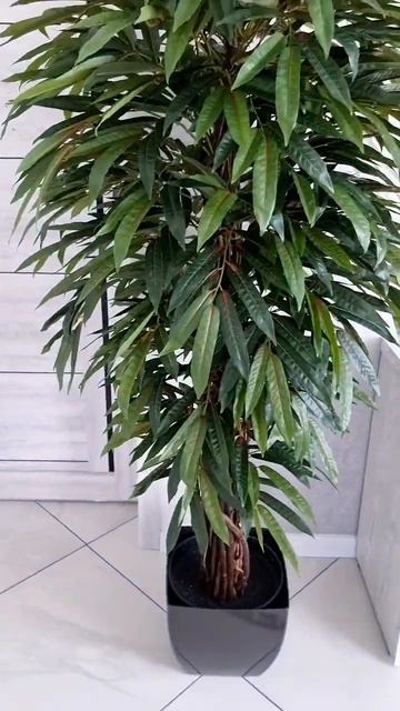 Лонгифолия. искусственное озеленение. искусственное дерево #интерьер #длядома #кафе #ресторан смотреть онлайн