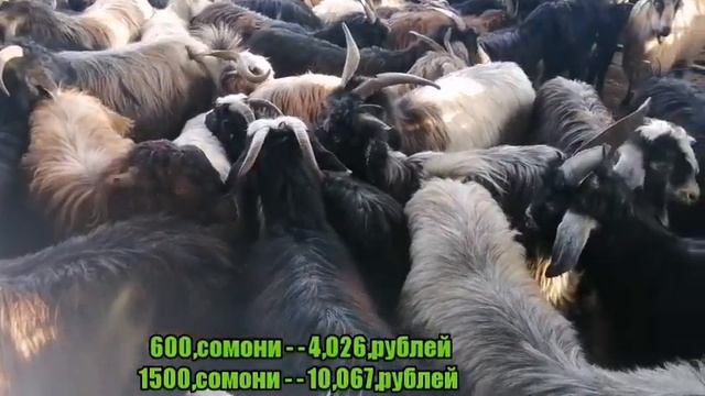 МОЛБОЗОРИ ВАХДАТ НАРХИ ГУСПАНДИ БУГУЗ БУЗИ БУГУЗ ОЧА БАЧА ГУСФАНДИ БАЧАДОР 28 ноября 2020 г. смотреть онлайн