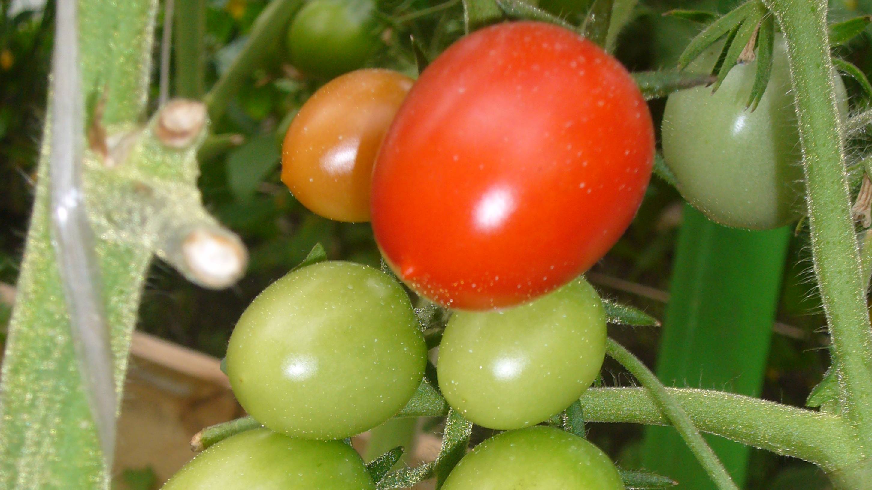 2032.  Высаживаю томатную рассаду на ПМЖ в теплицу.(24.04.2025)