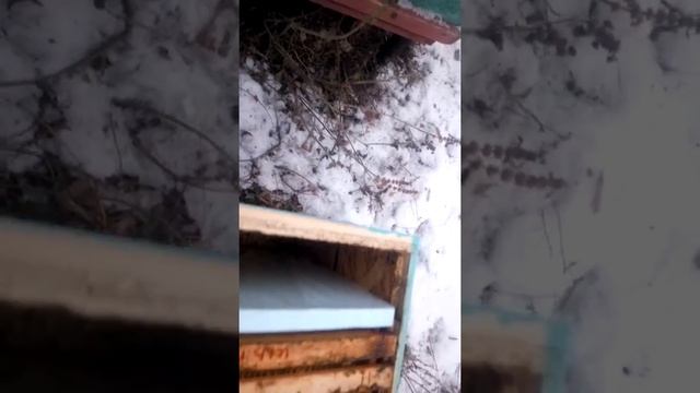 зимовка в тонкостенных ульях смотреть онлайн