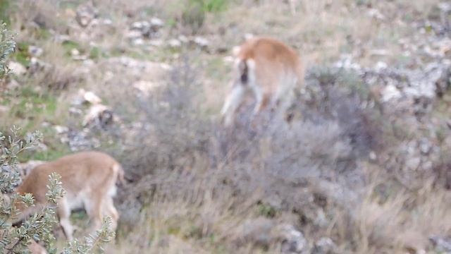 cabra montes (capra pyrenaica) parte 1 смотреть онлайн