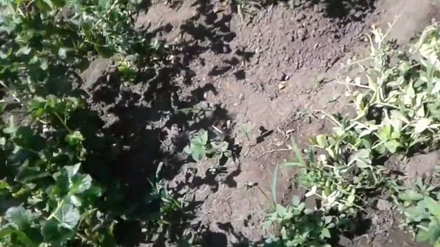 Урожай зелёного горошка. смотреть онлайн