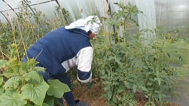 РАБОТЫ В ТЕПЛИЦЕ С ТОМАТАМИ!!! 26.06.2021г. смотреть онлайн