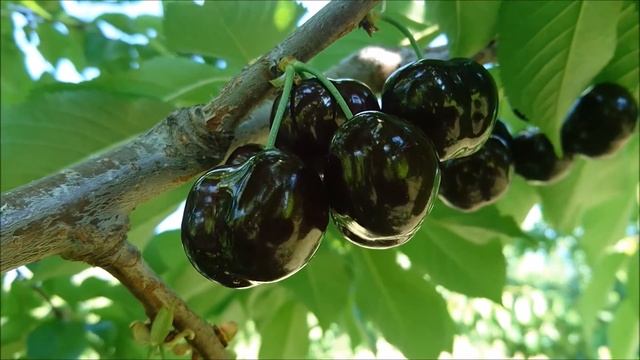 Early BiGi Cherry Picking Day! смотреть онлайн