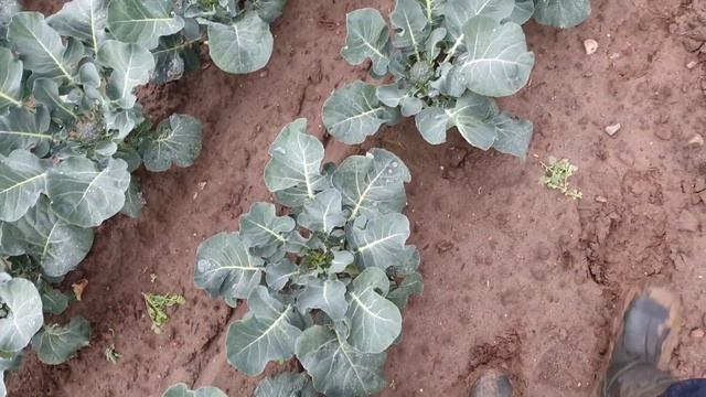 Uprawa warzyw - BROKUŁ początek formowania róż 30.05.2019 смотреть онлайн