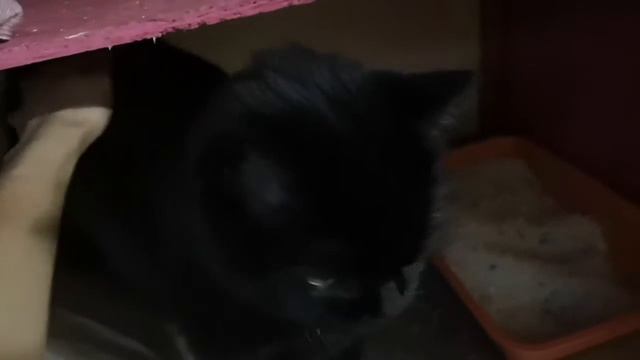 Кот Федя смотреть онлайн