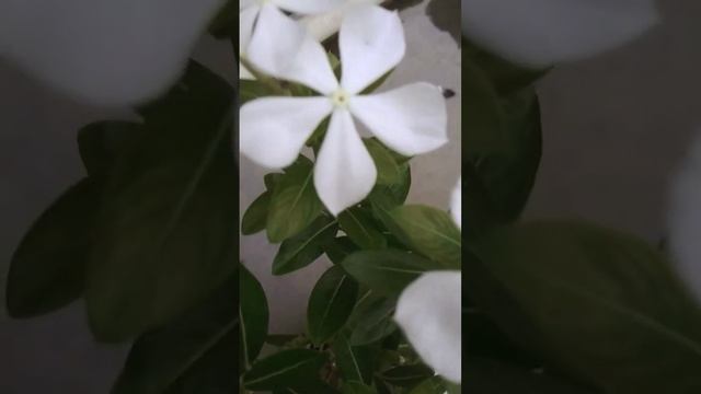 सदाबहार / Evergreen plant flowers uses. смотреть онлайн