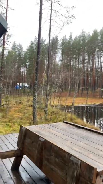 Где погулять в Ленинградской области ➡️ озеро Лампушка, Шишки на Лампушке 🌲🌳 смотреть онлайн