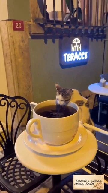 КОРОТКО О ГЛАВНОМ... Михаил Кривов