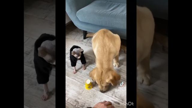 вайны Дени и Мени из тик тока