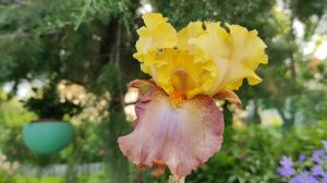 НОВИНКИ МНОГОЛЕТНИКОВ В МОЕМ САДУ. ПОХОД НА ЦВЕТОЧНЫЙ РЫНОК.  #многолетники #ирис #хоста #калибрахоа