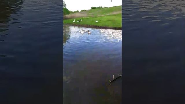 деревенские будни