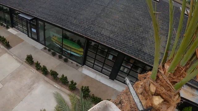 Date Palms Trees  Trim / Del Mar CA