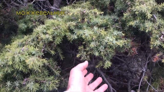 Как мы к Мишке ходили. смотреть онлайн