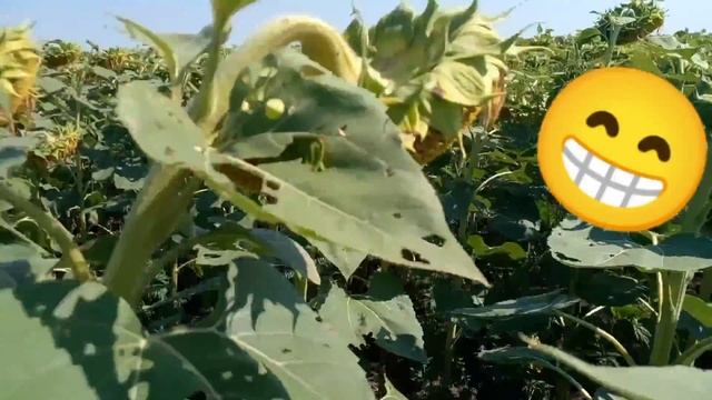 В 2023 гусінь🐛🔥🐛🔥🐛🔥🐛 ZNOVY на соняшнику🌻🌻🌻🌻😡😡😡😡!!!!! смотреть онлайн